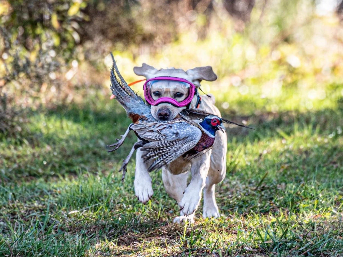 Homepage Dog Homepage Dog